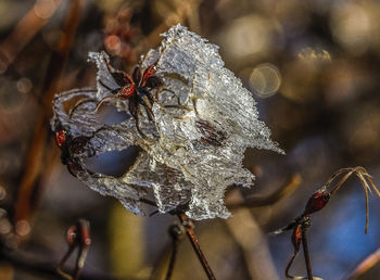 Close-up of snow on leaf during winter