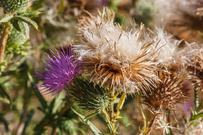 Close-up of purple thistle flowers