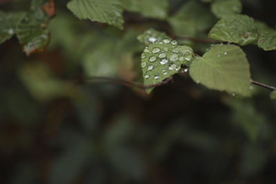 High angle view of water drops on leaves