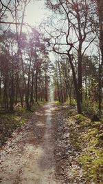 Road amidst trees in forest