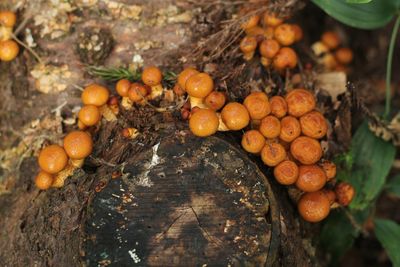 High angle view of oranges on tree