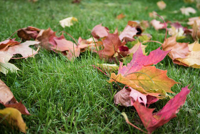 Close-up of fallen autumn leaves on grassy field