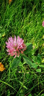 Close-up of pink flowering plant on field