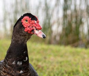 Close-up of a bird