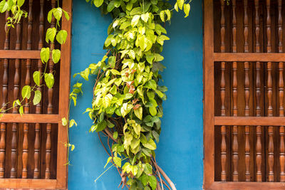 Close-up of potted plant