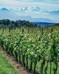 Scenic view of vineyard against sky