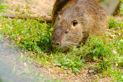 Close-up of a nutria in field