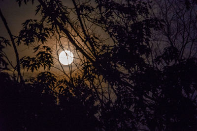 Low angle view of silhouette trees against sky at night