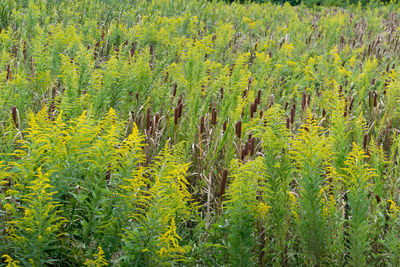 Plants growing in farm