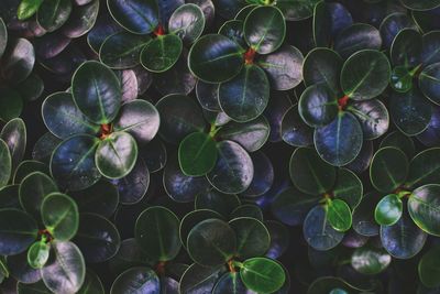 Close-up of water drops on leaves