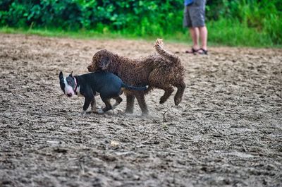 Low section of person with dog on field