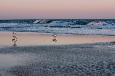 Seagulls flying over beach against sky