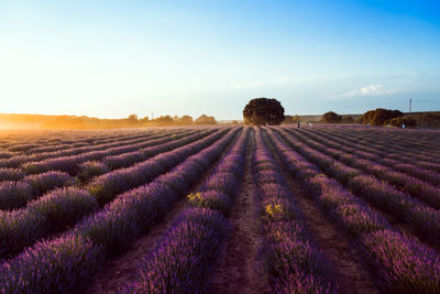 View of lavender field against sky during sunset