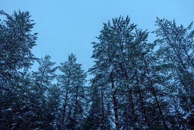 Low angle view of trees against clear blue sky