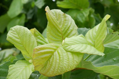 Close-up of raindrops on leaves