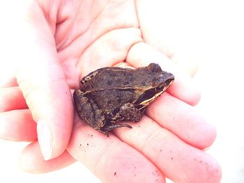 Close-up of hand holding lizard