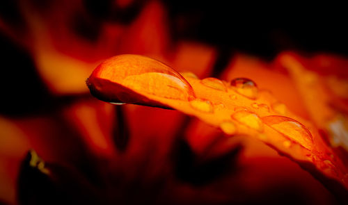 Close-up of red rose flower