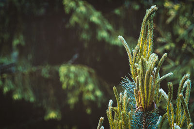 Close-up of succulent plant