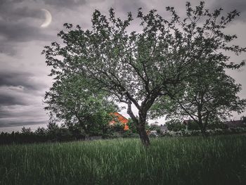 Tree on field against sky