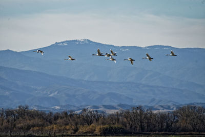 Birds flying in the sky