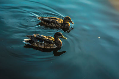 High angle view of duck swimming in lake