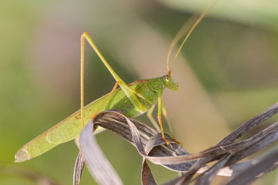 Close-up of insect on leaf