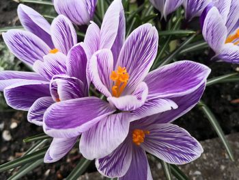 Close-up of purple crocus flowers