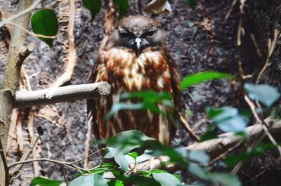 Close-up of bird perching on plant