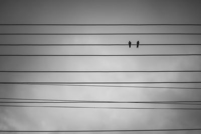 Low angle view of birds perching on cable