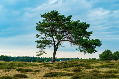 Tree on field against sky