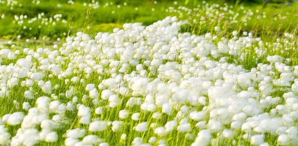 Close-up of white flowering plants