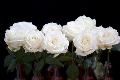 Close-up of flowers against black background