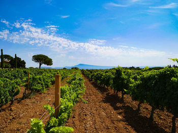 Vineyard against sky