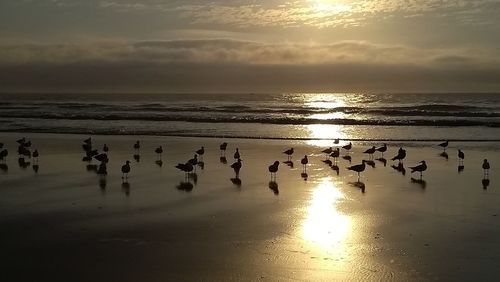Flock of birds on beach