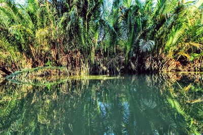 Scenic view of lake in forest