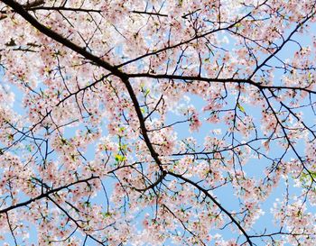 Low angle view of pink flower tree against sky