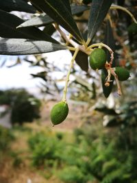 Close-up of fruits growing on tree