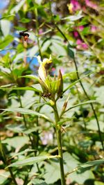 Close-up of insect on flower