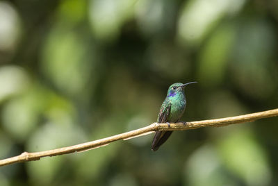 Close-up of bird perching on branch