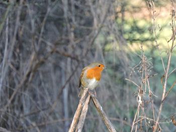 Bird perching on railing
