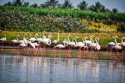 Flock of birds in lake