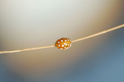 Close-up of insect