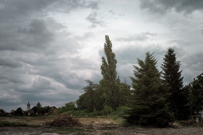 Trees in forest against sky