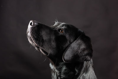 Close-up side view of a dog looking up