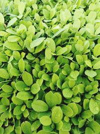 Full frame shot of fresh green leaves