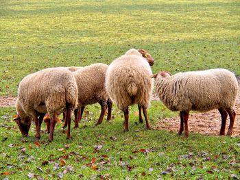 Sheep grazing in a field