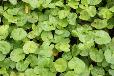 Full frame shot of leaves