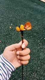 Midsection of person holding yellow flower on road
