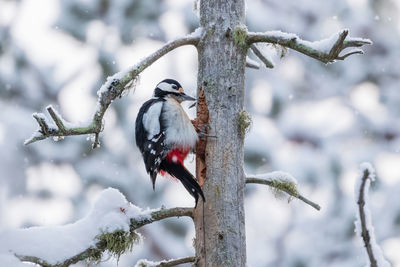 Great spotted woodpecker feeding on a spruce cone