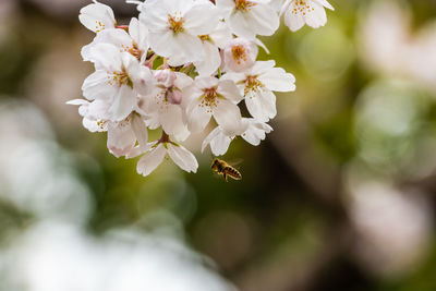 Close-up of bee on cherry blossom